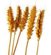 Wheat